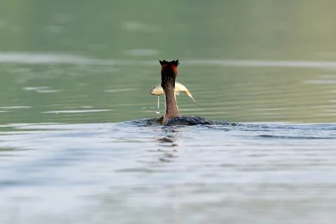 Great Crested Grebe Holding Fish In Mouth Stock Photos