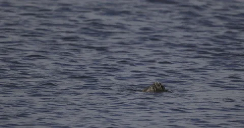 Great crested grebe hunts fish, 4K slomo Stock Footage 222127255