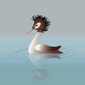 Great crested grebe Illustrazione stock