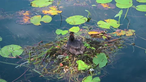 Great crested grebe incubating with chicks around Video stock 279538632