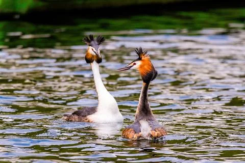 Great crested grebe in its natural habitat swimming in lake Stock Photos