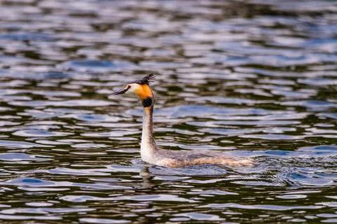 Great crested grebe in its natural habitat swimming in lake Stock Photos