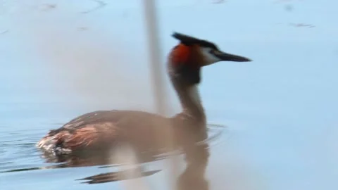 Great Crested Grebe Lake Dive Swimming Wildlife Switzerland  Stock Footage 171338081