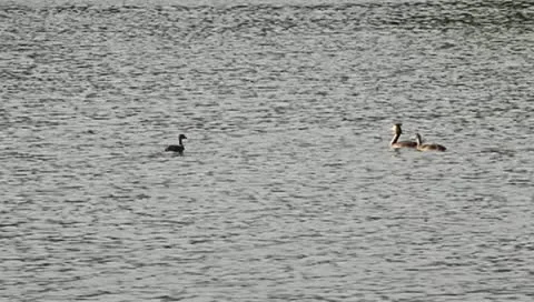 Great Crested Grebe on lake, Podiceps cristatus Stock Footage