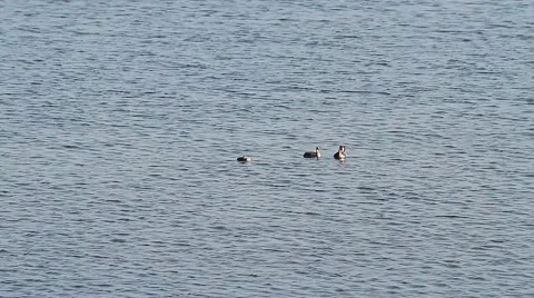 Great Crested Grebe mother with two infants, Podiceps cristatus Stock Footage 43324432