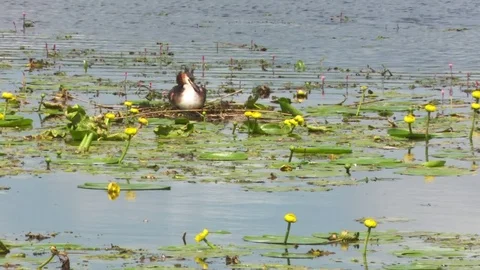 Great Crested Grebe on nest with eggs 스톡 동영상 73235600