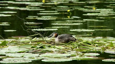 Great crested grebe on nest Stock Footage 59882907
