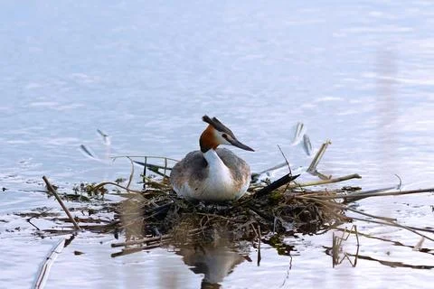 Great crested grebe on nest Stock Photos