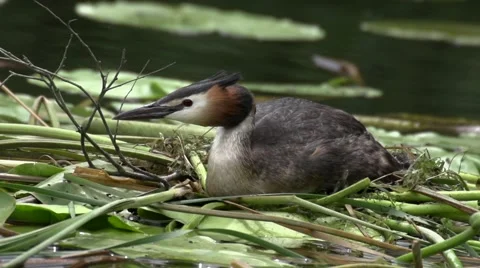 Great crested grebe on nest slow motion Stock Footage 59882696