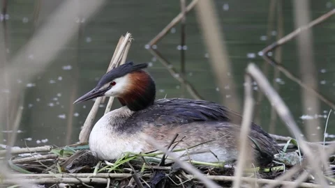 Great crested grebe nesting among dry reeds in a spring lake Vídeos de archivo 335389973
