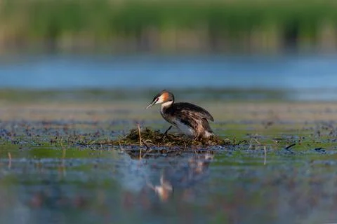 Great crested grebe nesting on a quiet lake, surrounded by calm water and sof Stock Photos
