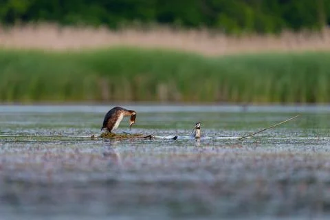 Great crested grebe nesting on a quiet lake, surrounded by calm water and sof Stock Photos