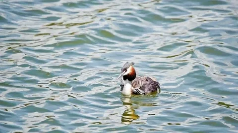 Great crested grebe or Podiceps cristatus Stock Footage 75639482