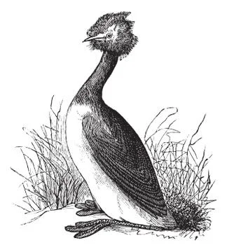 Great Crested Grebe or Podiceps cristatus vintage engraving Stock Illustration