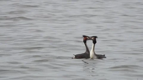 Great Crested Grebe. Pair of Great Crested Grebes are dancing a mating dance Stock Footage 239535938