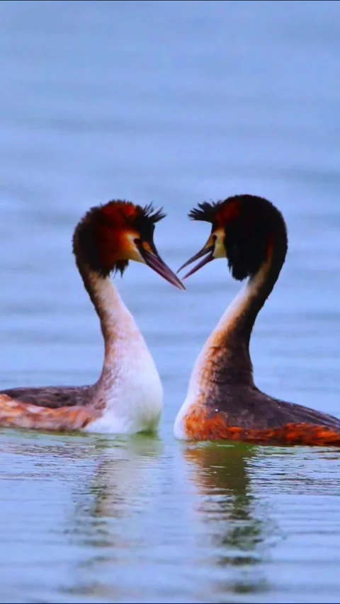 Great Crested Grebe Pair Performing Courtship Dance on Water Vidéo 329910481