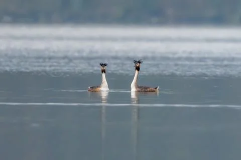 Great Crested Grebe Pair Performing Mating Dance Stock Photos