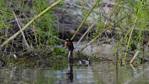 Great Crested Grebe Pair (Podiceps cristatus) Building Nest  Stock Footage 340110696