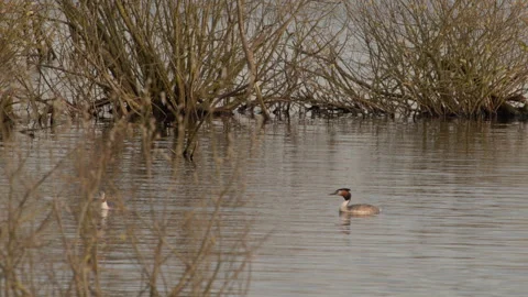 Great crested grebe pair swimming near flooded willow shrubs. 4K 60fps. Vídeos de archivo 334125529