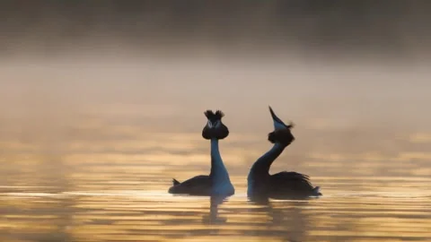 Great Crested Grebe Pair Swimming on Misty Lake at Sunrise in Slow Motion Close  Stock Footage 344862949