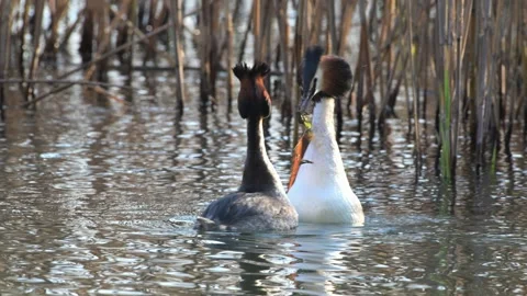Great Crested Grebe parade, algae supply, Podiceps cristatus, slow motion Stock Footage 331457271