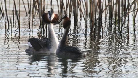 Great Crested Grebe parade, display, great crested grebe, Podiceps cristatus, Video stock 331457582