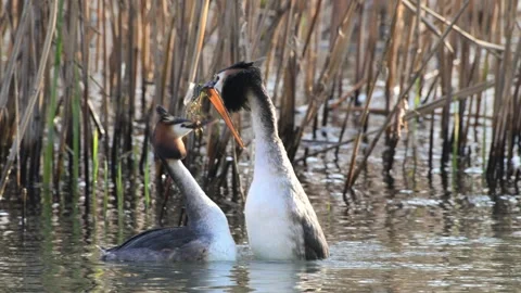 Great Crested Grebe parade, freshwater algae, Podiceps cristatus, slow motion Stock-Footage 331457253