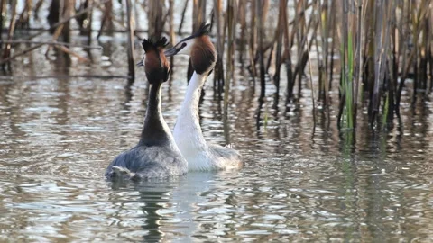 Great Crested Grebe parade, freshwater algae offer, Podiceps cristatus Video stock 331457573