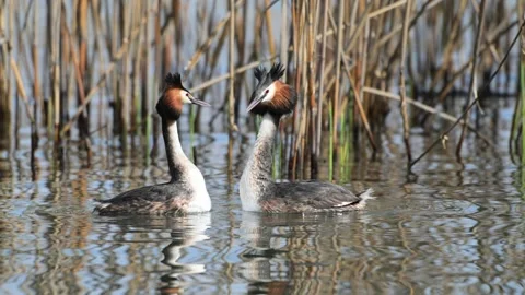 Great Crested Grebe parade, parade, Podiceps cristatus, reeds, breeding season Video stock 331457403