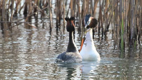 Great Crested Grebe parade, parade, freshwater algae supply, Stock-Footage 331457721