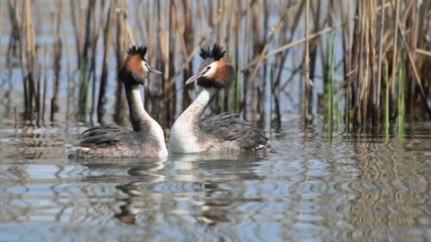 Great Crested Grebe parade, parade, display, Podiceps cristatus, reeds, water, 스톡 동영상 332659830