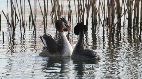 Great Crested Grebe parade, Podiceps cristatus, reeds, SLOW MOTION, Video stock 331457784