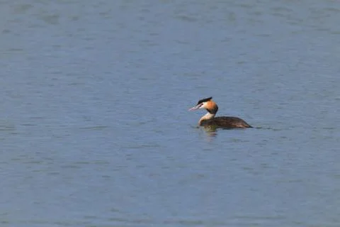Great crested grebe Stock Photos