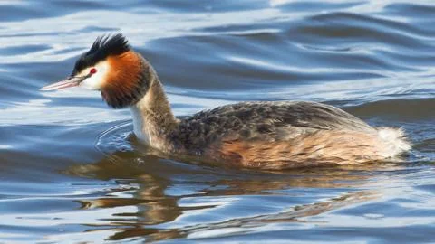 Great crested grebe Stock Photos