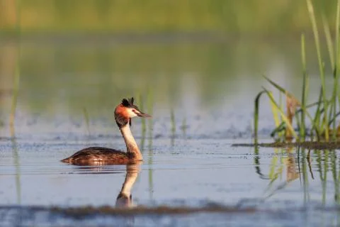 Great crested grebe Stock Photos