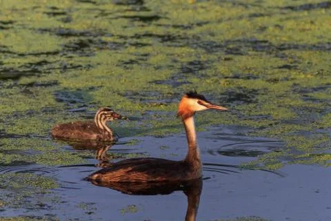 Great crested grebe Stock Photos