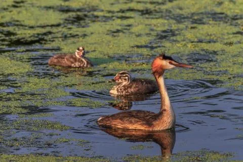 Great crested grebe Stock Photos