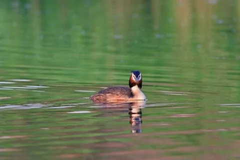 Great crested grebe Stock Photos