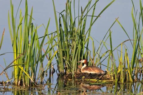 Great crested grebe Stock Photos