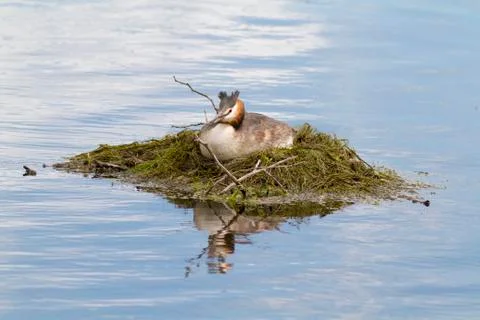 Great crested grebe Stock Photos