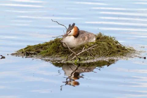 Great crested grebe Stock Photos