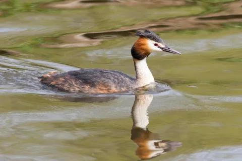 Great crested grebe Stock Photos