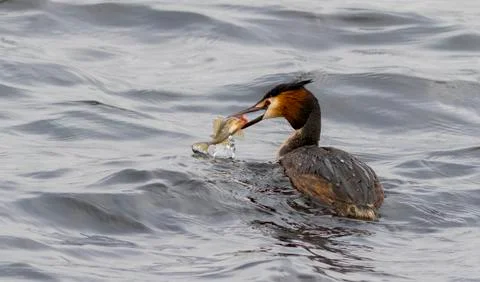 Great crested grebe Stock Photos
