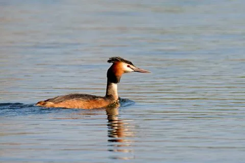 Great crested grebe Stock Photos