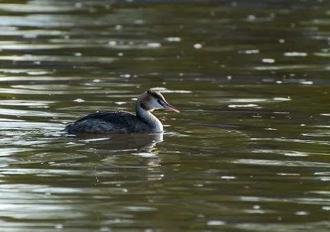 Great Crested Grebe Stock Photos