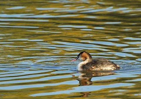 Great Crested Grebe Stock Photos
