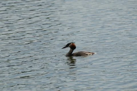 Great Crested grebe Stock Photos