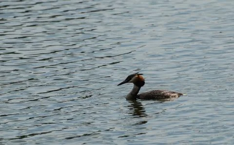 Great Crested Grebe Stock Photos