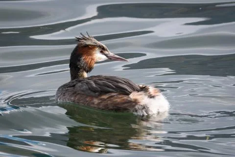 Great crested grebe Stock Photos