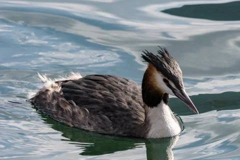 Great crested grebe Foto stock